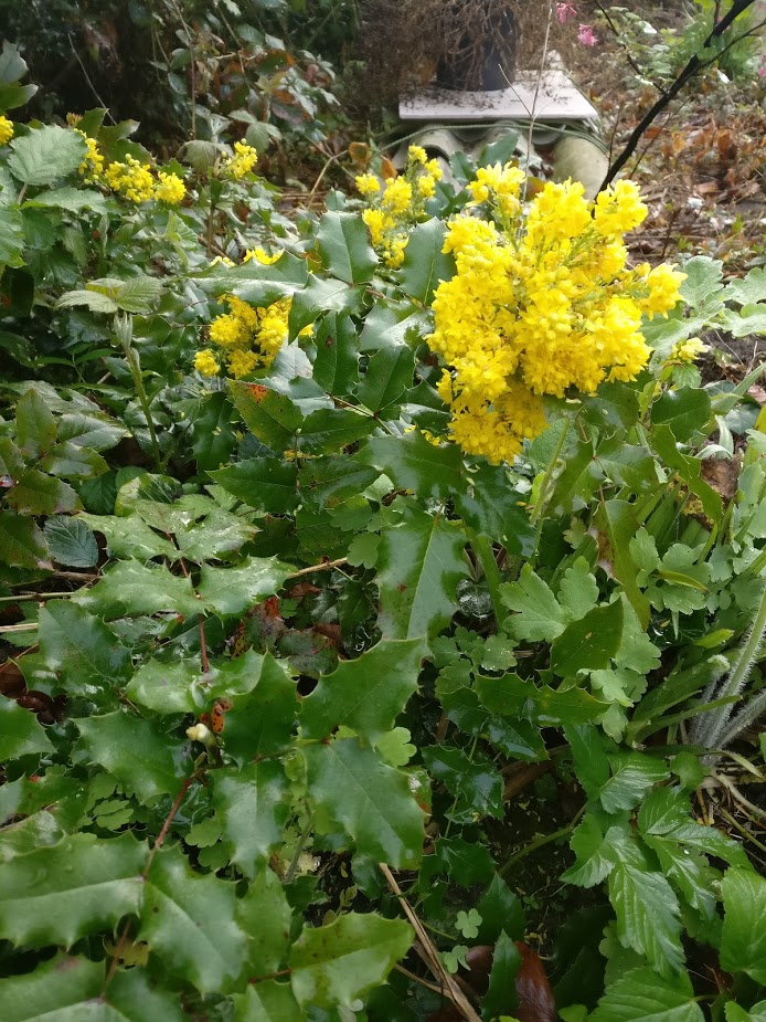 mahonia aquifolium
